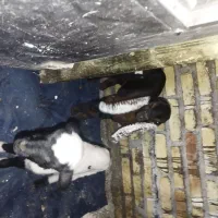 یک عدد بره و بز