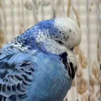 مرغ عشق خاص