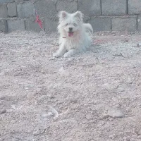 پامر نر|سگ|لنجان, |دیوار