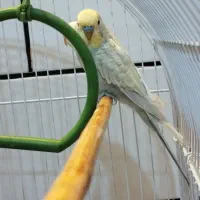 مرغ عشق مولد