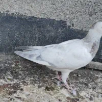 کفتر صید|پرنده|تربت‌حیدریه, میدان مرکزی|دیوار