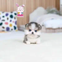 هاسکی تاینی