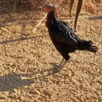 مرغ و خروس لاری