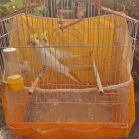 دو عدد پرنده عروس هلندی با قفس و لانه چوبی|پرنده|قائم‌شهر, |دیوار