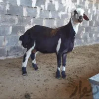 گوسفند زنده نارمک پیروزی تهرانپارس رسالت‌باقصاب