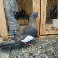 سرک تافت ای نر چشم نوک سفید|پرنده|شیراز, کوی زهرا|دیوار