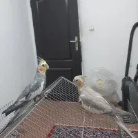 دو جفت عروس هلندی مولد