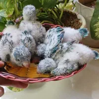 جوجه راهب آبی