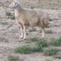 میش ۴دندان درجه یک