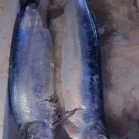 ماهی خارو