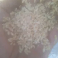 فروش گندم|عمده‌فروشی|مرند, |دیوار