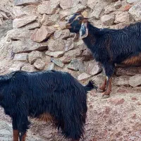 بز دورگ پاکستانی شیره دار