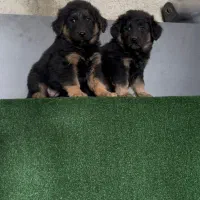 سگ ژرمن شپرد بلک فیس شولاین