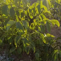 نهال پر کیفیت اصلاح شده|خدمات باغبانی و درختکاری|دره شهر, |دیوار