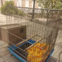 دو عدد قفس تمیز