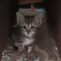 گربه کوچولو بازیگوش
