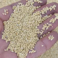 گاورز درجه یک