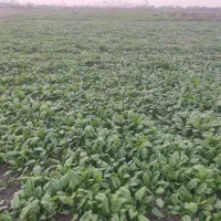 اسفناج بسیار تازه و ارگانیک|خوردنی و آشامیدنی|گرگان, |دیوار