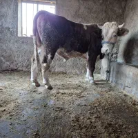 گوساله نر پرواری|حیوانات مزرعه|دره شهر, |دیوار