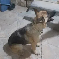 سگ ژرمن شپرد