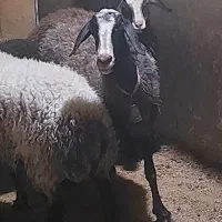 میش شال اصلی خونگی  دوقلو زامیبد