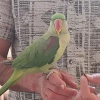 شاه طوطی ملنگو|پرنده|پیشوا, |دیوار