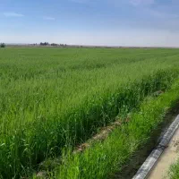 اجاره زمین کشاورزی آبی