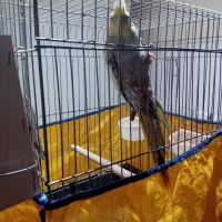 دو عدد عروس هلندی نر و ماده|پرنده|فردیس, شهرک ناز|دیوار