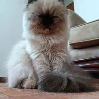 گربه هیمالین