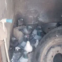 بیستون دوسه تا نر پلاکی مرغ و بپر|پرنده|بردسیر, |دیوار