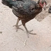 خروس‌با‌مرغ لاری