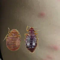 سمپاشی تضمینی منازل و محل کار|خدمات نظافت|نیشابور, شهرک فرهنگیان|دیوار