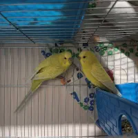 مرغ عشق مولد  با 3تا جوجه دون خور معاوضه دارد