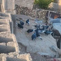 کبوتر فروشی|پرنده|رابر, |دیوار