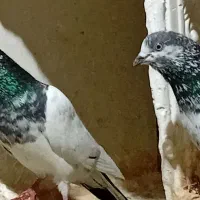 فروش ۱۰عدد شیخ