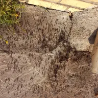 سمپاشی دامیاران مرکز تخصصی سمپاشی و ریشهکنی حشرات|خدمات نظافت|مشهد, شهرک رازی (شهرک غرب)|دیوار