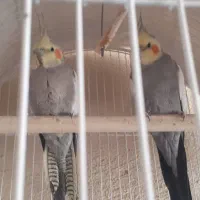 عروس هلندی|پرنده|مشکیندشت, |دیوار