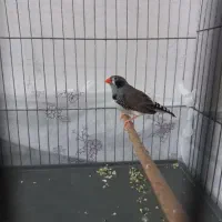 قفس با فنج|پرنده|اندیمشک, |دیوار