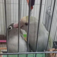 دوپرنده وقفس وجای آب ودانه ونرده بام ومیله،۱م و۸۰۰|پرنده|مشهد, دانش|دیوار