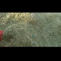 خار شتر نرم ودانه دار|حیوانات مزرعه|شیراز, ارم|دیوار