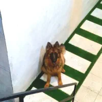 سگ‌ژرمن‌‌شولاین‌ماده‌فحل