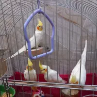 عروس هلندی لوتینو