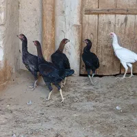 جوجه لاری|حیوانات مزرعه|بستان آباد, |دیوار