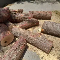 هرس درختان کاشت کودهی واکاری|خدمات باغبانی و درختکاری|تهران, سبلان (لشگر)|دیوار