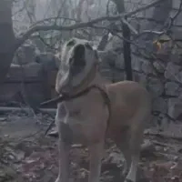 واگذاری ماده سگ سرابی اصیل ۲ساله