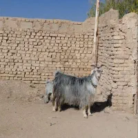 بزتزکی روزگاری میش بره|حیوانات مزرعه|اصفهان, براآن شمالی|دیوار