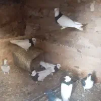 تعدادی رنگه کفتز