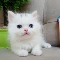 گربه پرشین|گربه|رشت, چمارسرا|دیوار