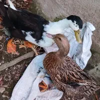 ۳ عدد اردک محلی چاق درشت سالم سلامت نروماده