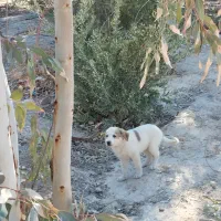 واگذاری دو قلاده میکس بومی و افغان